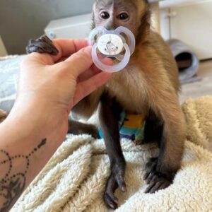 capuchin monkey