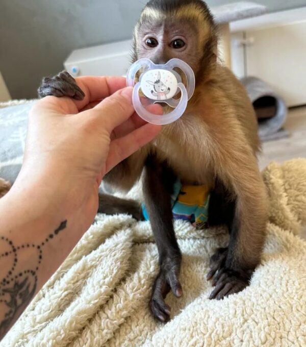 capuchin monkey