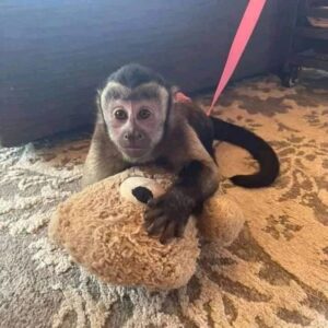 barett capuchin monkeys~p~cvrn6deiapi~1[1]