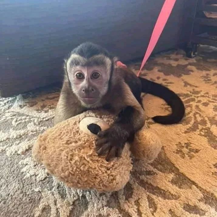 barett capuchin monkeys~p~cvrn6deiapi~1[1]