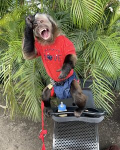 bellathecapuchin~p~clsh9ooarlc~1[1]
