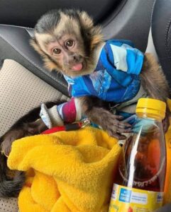 capuchinmonkys~p~cymznyuniuo~1[1]