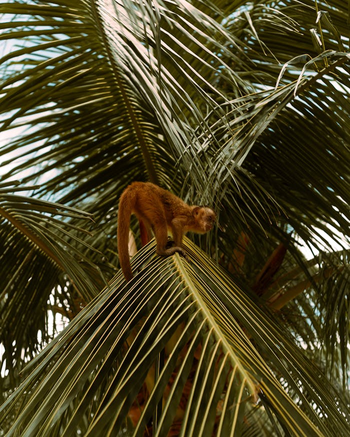 A monkey climbs a palm tree in the lush Brazilian jungle, showcasing its natural habitat.