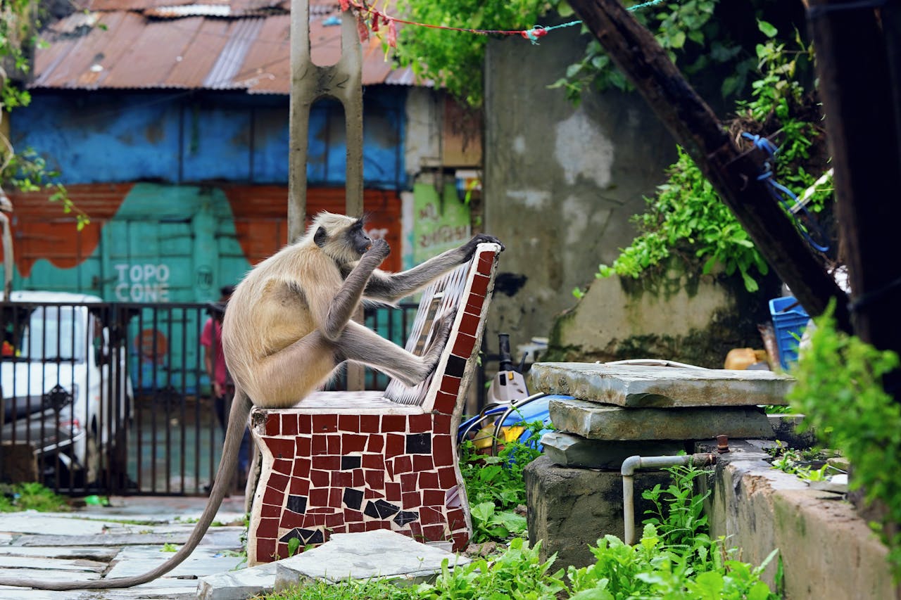 Hanuman Langur distinctive gray fur and sociable behavior
