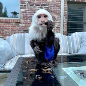 white face capuchin