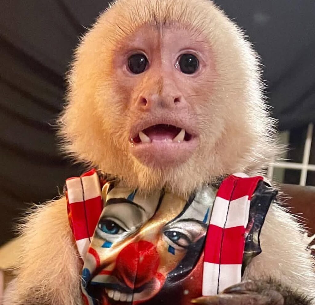 screenshot 20251017 211123