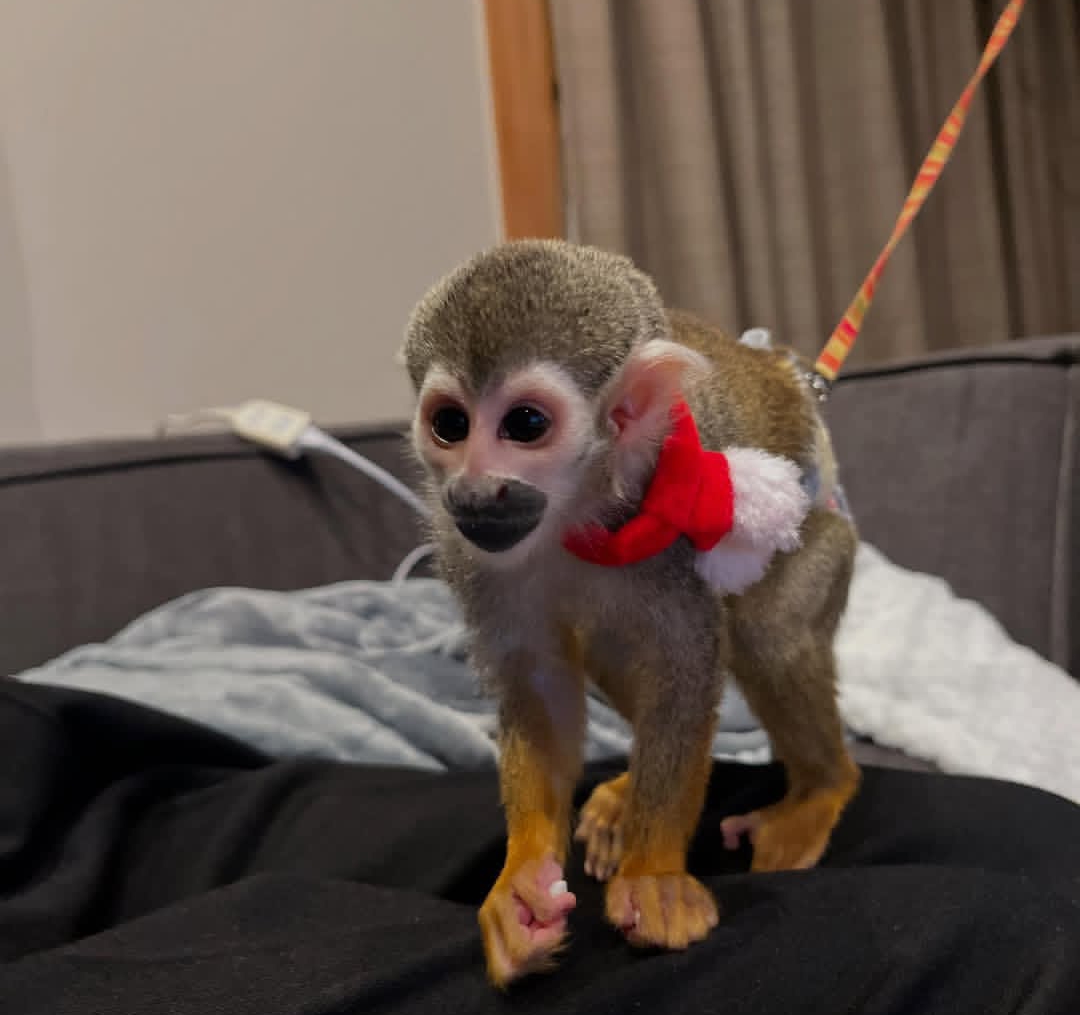 auto draft auto draft