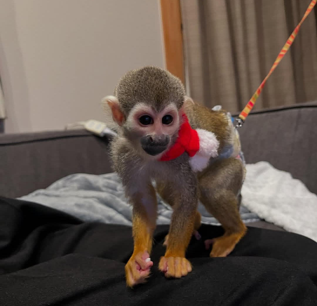 auto draft auto draft