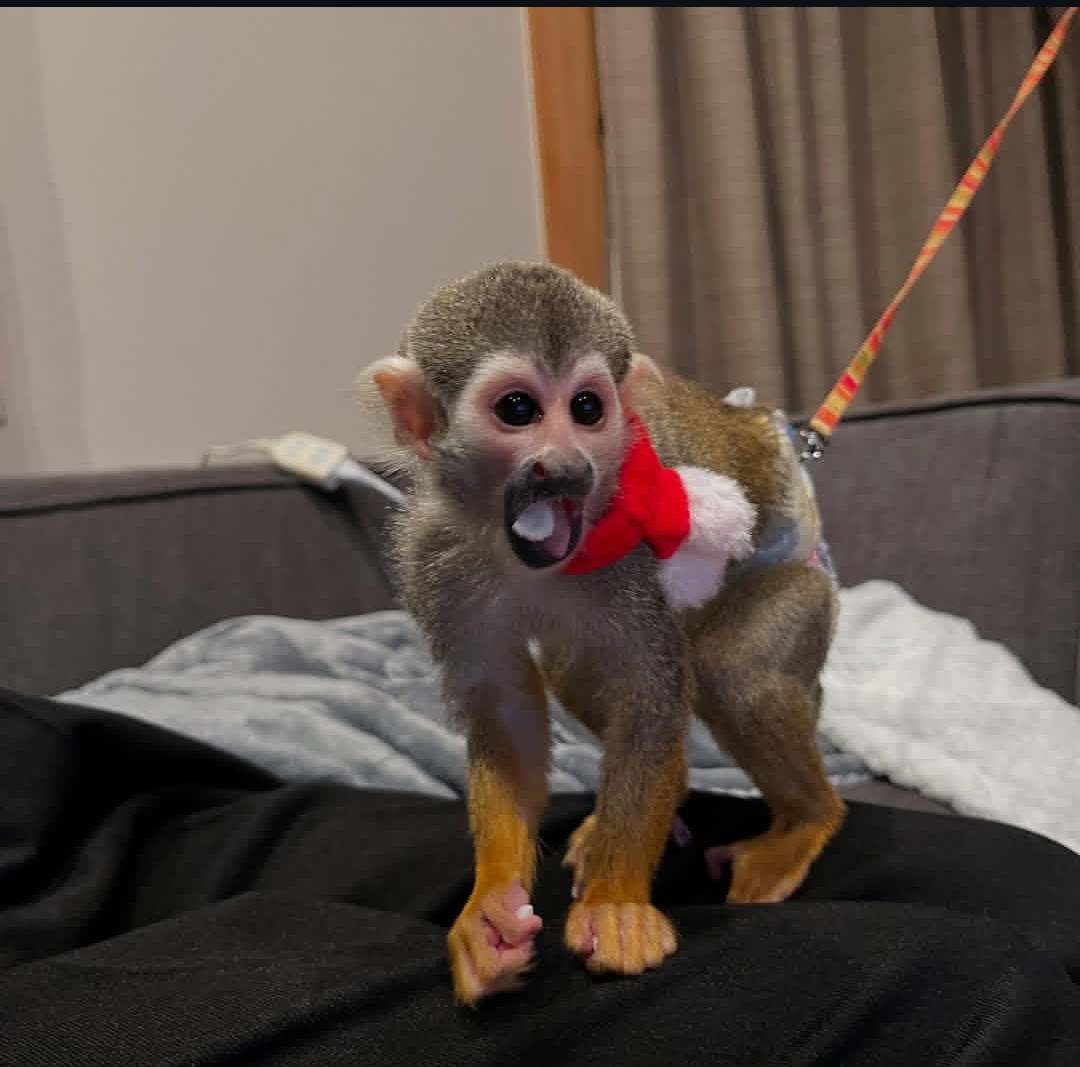 auto draft auto draft