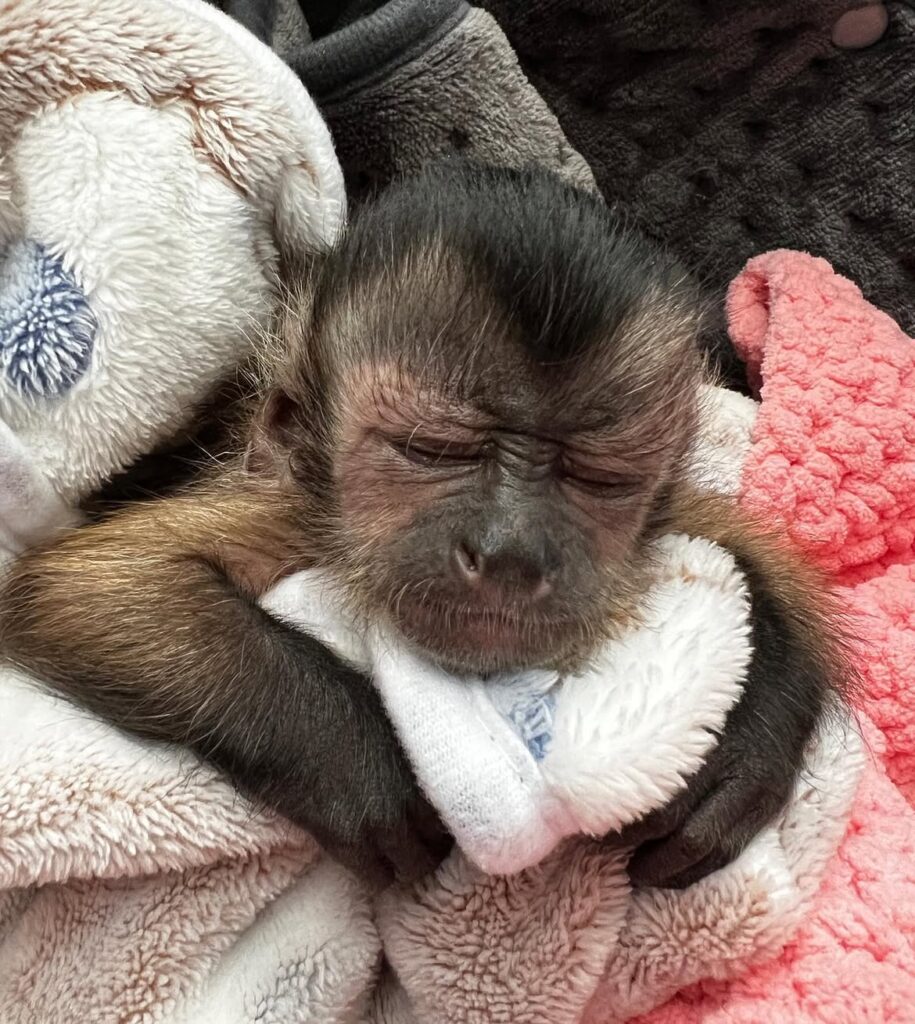 lifewithmonkeyabu~p~ctrhbjtuuxp~1