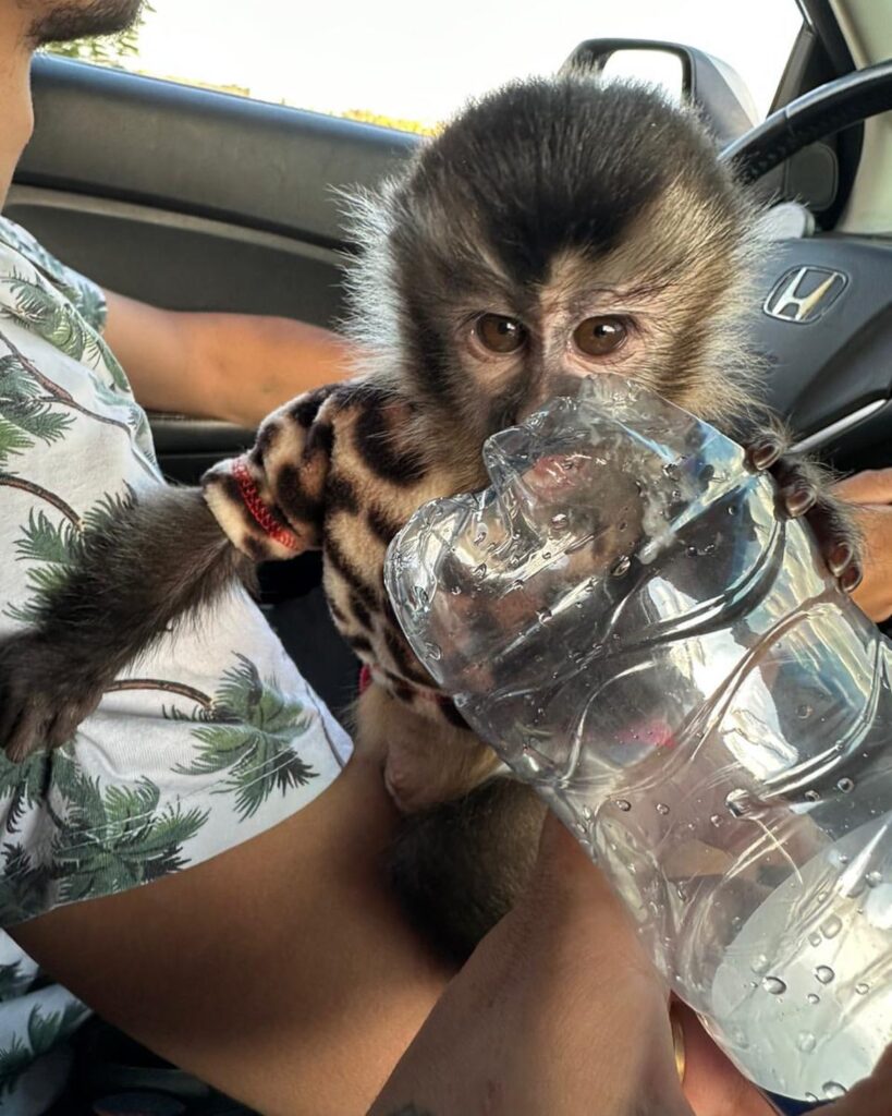 macaca zara~p~cpvd3xaohty~1