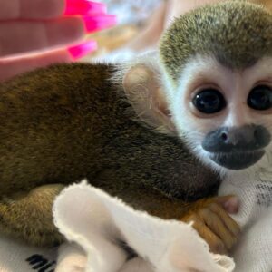 squirrel monkey max